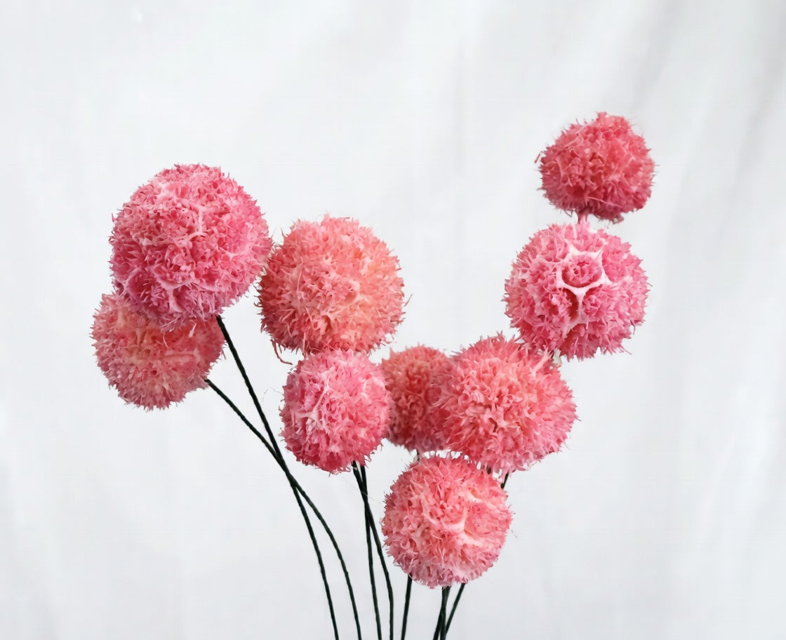 Preserved Craspedia Bouquet - 10 Stems