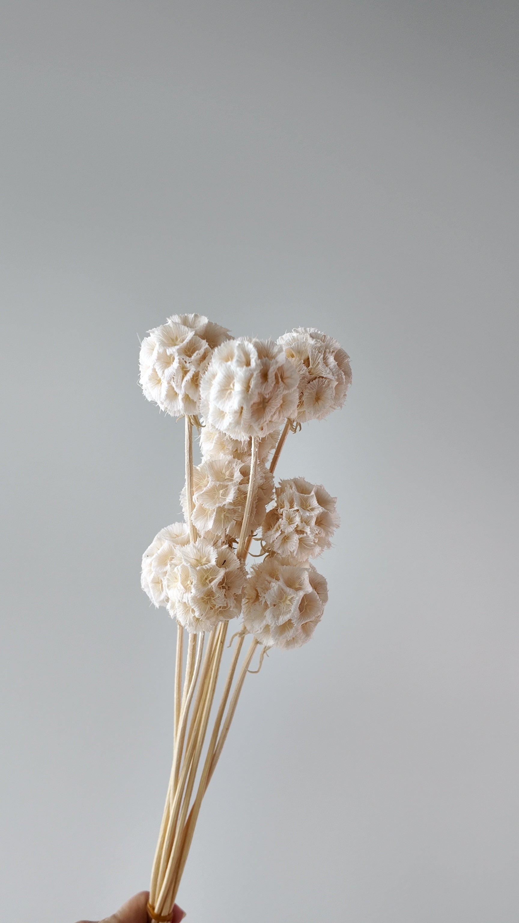 Preserved Windmill Fruit Bouquet - 10 Stems