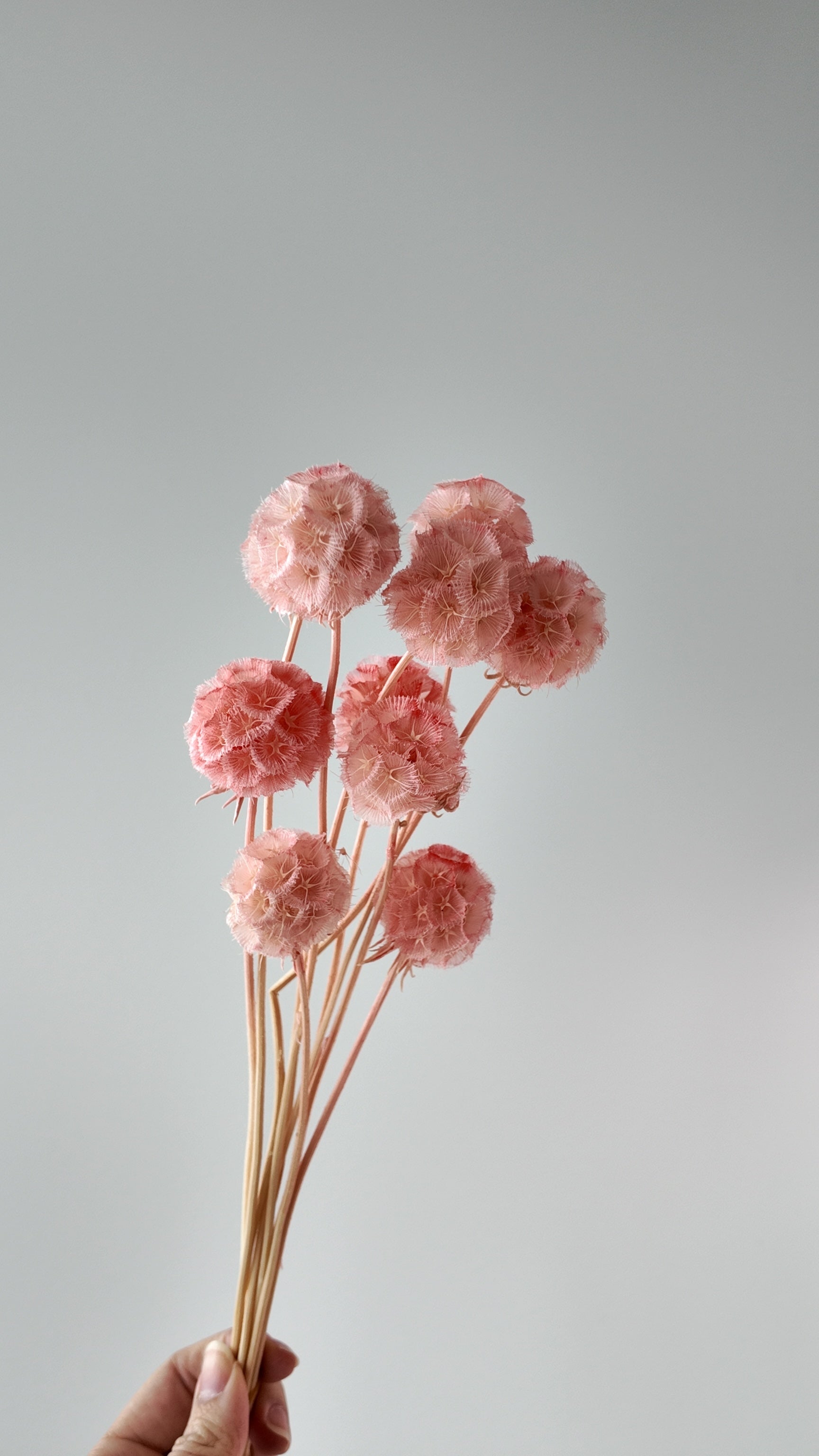 Preserved Windmill Fruit Bouquet - 10 Stems