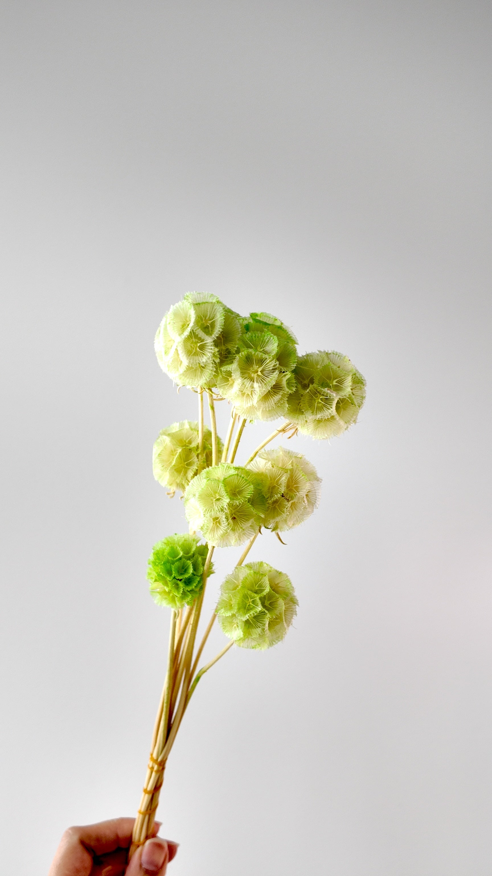 Preserved Windmill Fruit Bouquet - 10 Stems