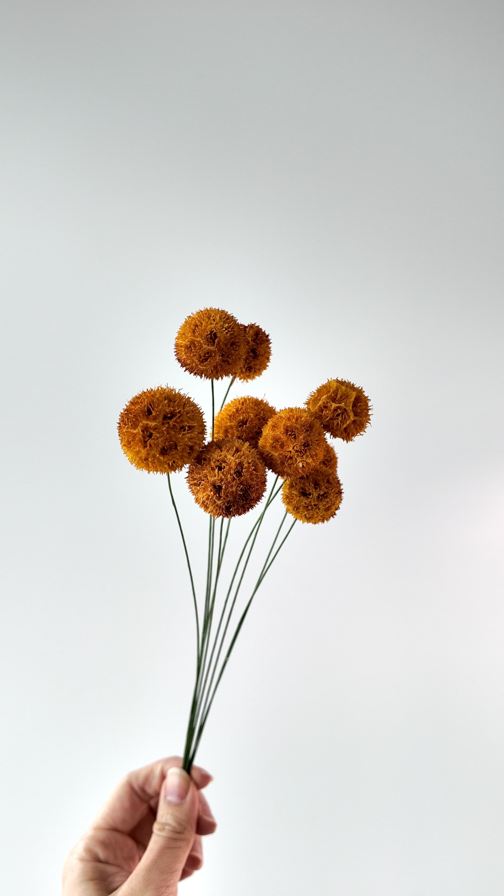 Preserved Craspedia Bouquet - 10 Stems