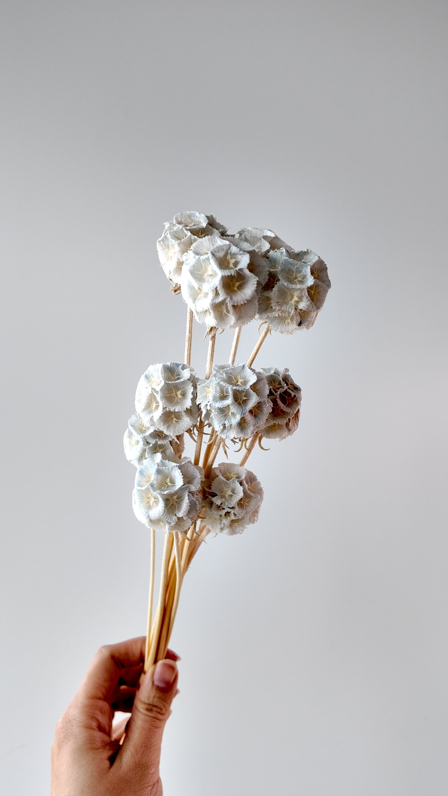 Preserved Windmill Fruit Bouquet - 10 Stems