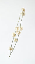 Preserved Lantern Fruit (Physalis) - 10 Stems