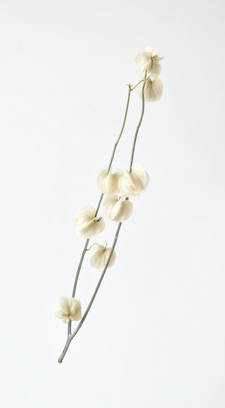 Preserved Lantern Fruit (Physalis) - 10 Stems