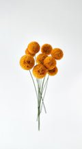 Preserved Craspedia Bouquet - 10 Stems